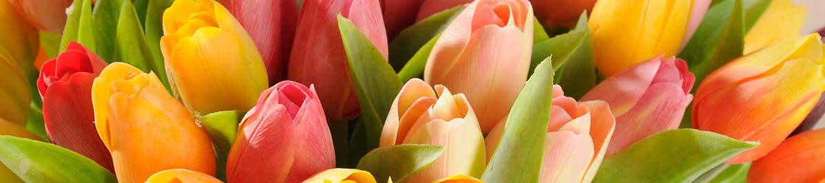 Tulipány 2018