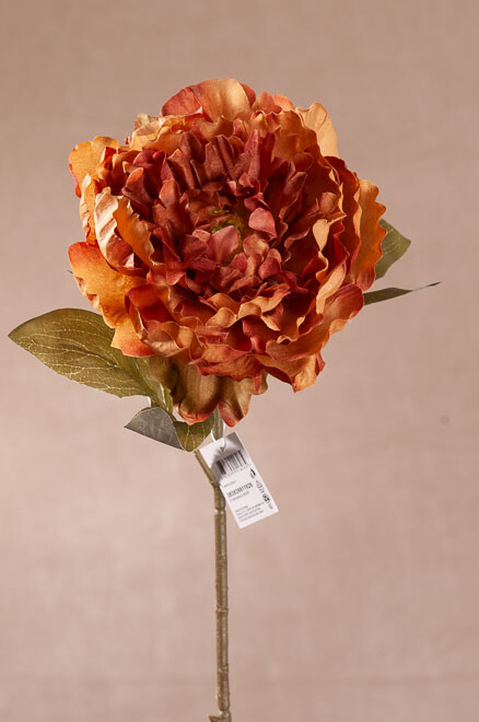 Pivoňka žlutá 51 cm