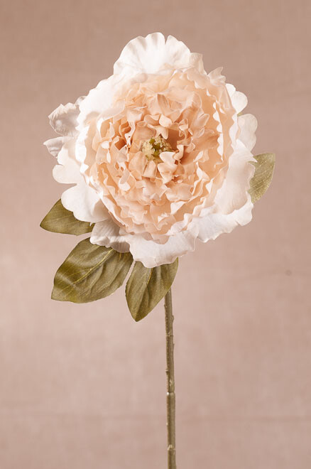 Pivoňka bílá 51 cm