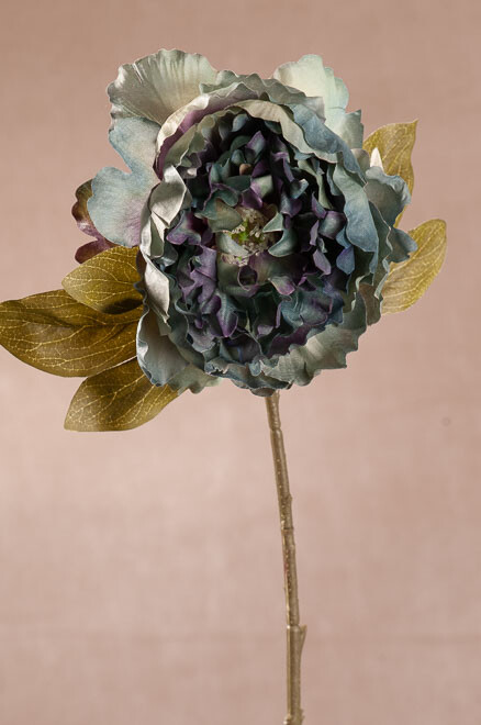 Pivoňka modrá 51 cm