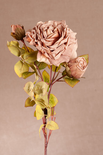 Podzimní růže hnědá 65 cm