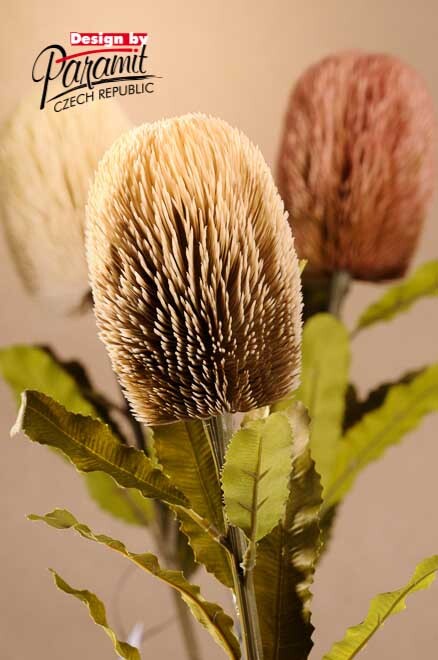 Dry Banksia 65 cm
