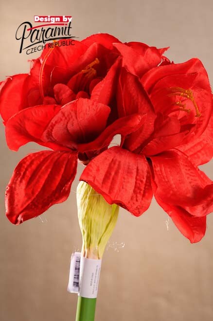 Amarylis červený 75 cm