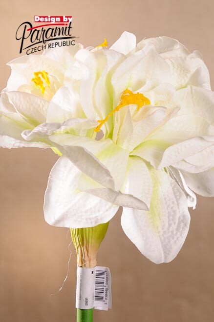 Amarylis bílý 75 cm