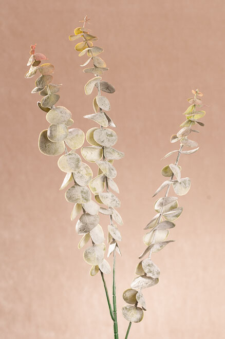 Eucalyptus zelenohnědý