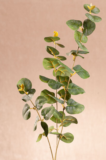 Eucalyptus 75 cm